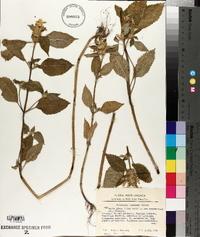 Galeopsis speciosa image
