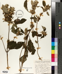 Galeopsis speciosa image