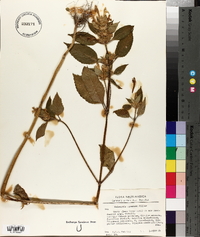 Galeopsis speciosa image