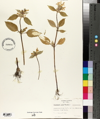 Galeopsis speciosa image