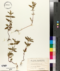 Galeopsis ladanum image
