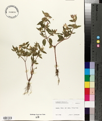 Galeopsis ladanum image