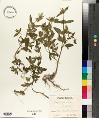 Galeopsis ladanum image