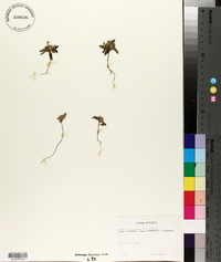 Galeopsis ladanum image