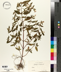 Galeopsis ladanum image