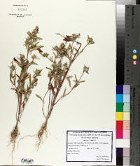 Galeopsis ladanum image