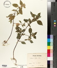 Galeopsis bifida image