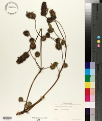 Galeopsis bifida image