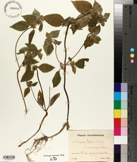 Galeopsis bifida image