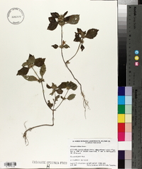 Galeopsis bifida image