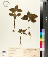 Galeopsis bifida image