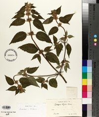 Galeopsis bifida image