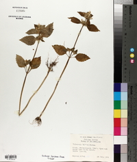 Galeopsis bifida image
