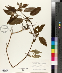 Galeopsis tetrahit image