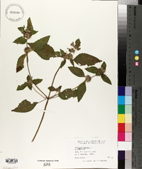Galeopsis tetrahit image