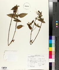 Galeopsis tetrahit image
