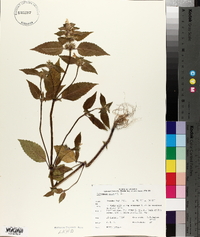 Galeopsis tetrahit image