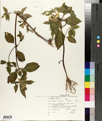 Galeopsis speciosa image