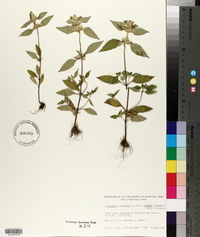 Galeopsis tetrahit image