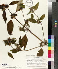 Lamium album image
