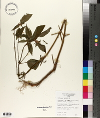Galeopsis tetrahit image