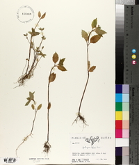 Galeopsis bifida image