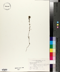 Euphrasia brevipila image