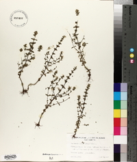Euphrasia curta image