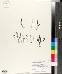 Euphrasia americana image