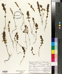 Euphrasia hudsoniana image