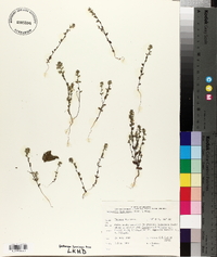 Euphrasia hudsoniana image