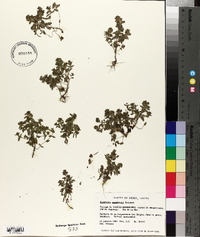 Euphrasia canadensis image