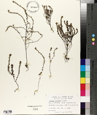 Euphrasia canadensis image