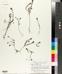 Euphrasia canadensis image
