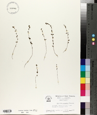 Euphrasia canadensis image