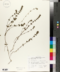 Euphrasia hudsoniana image
