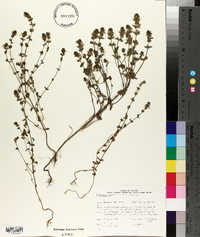 Euphrasia hudsoniana image