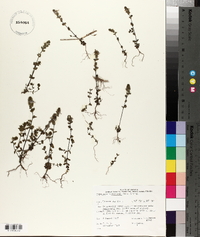 Euphrasia hudsoniana image