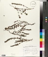 Euphrasia hudsoniana image