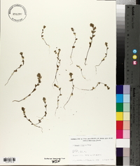 Euphrasia arctica image