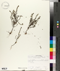 Euphrasia canadensis image