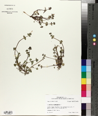 Lamium purpureum image