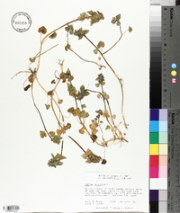 Lamium purpureum image