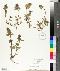 Lamium purpureum image