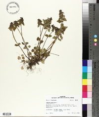 Lamium purpureum image