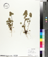 Lamium purpureum image