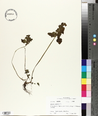 Lamium purpureum image