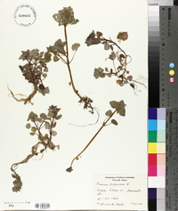 Lamium purpureum image