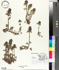 Lamium purpureum image