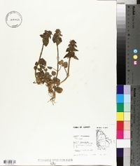 Lamium purpureum image